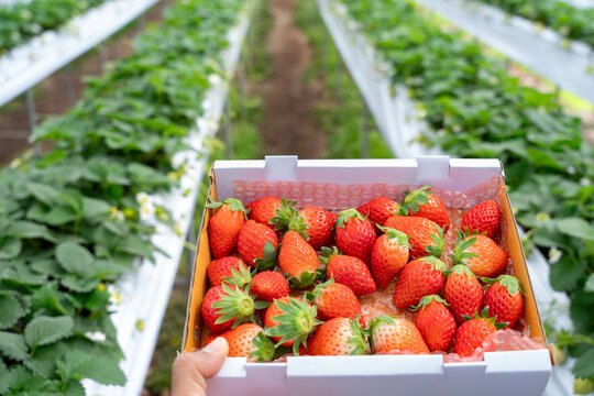 A woman holds a box ripe organic akihime strawberries in growth at garden.