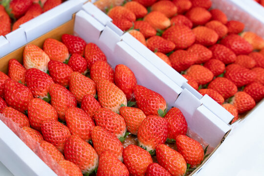 Closeup of a pile of ripe organic akihime strawberries.