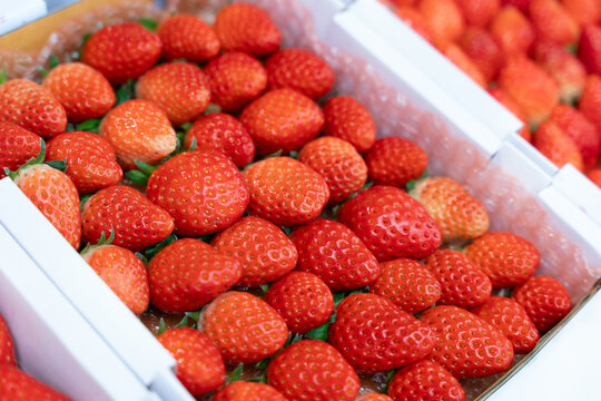 Closeup of a pile of ripe organic akihime strawberries.