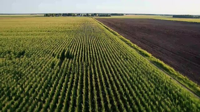 An expansive aerial perspective captures a breathtaking view of vibrant green crops, likely corn or similar staple produce, stretching in perfectly aligned rows across a vast rural landscape under a c