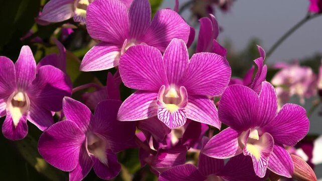 Purple orchids in the garden.