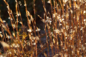 晩秋のメリケンカルカヤ