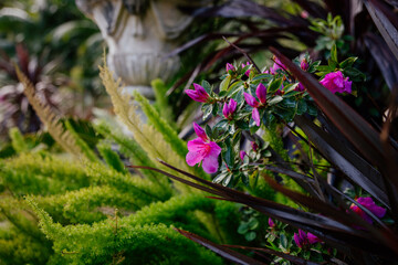 Lush greenery with tropical plants in a garden. 