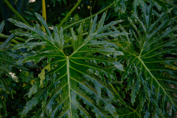 Lush greenery with tropical plants in a garden. 