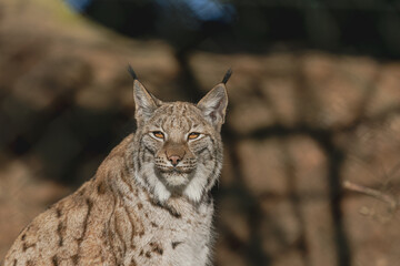 Obraz premium Luchs im Winter im Morgenlicht