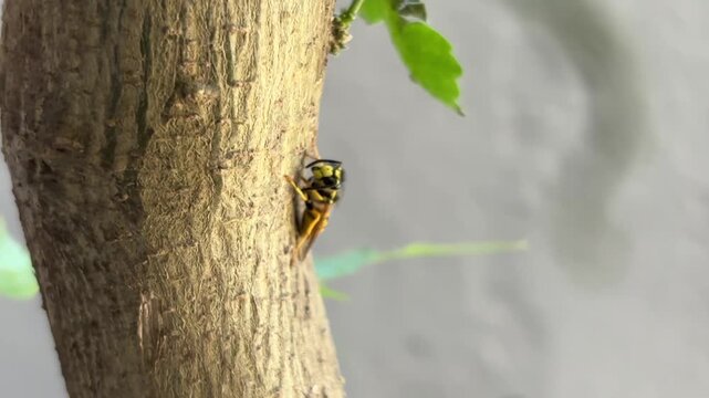 Macro video of a yellowjacket wasp crawling on rough tree bark surface