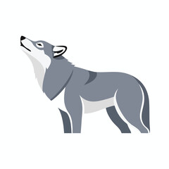 Fototapeta premium Gray Wolf Howling Illustration