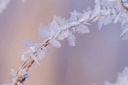 Eiskristalle an Ast