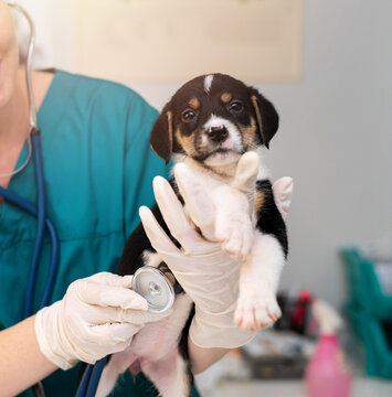 Puppy's first checkup at the vet