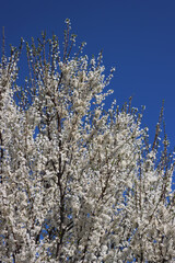 Common Hawthorn tree in bloom in springtime. White flowers on branch on blue sky background