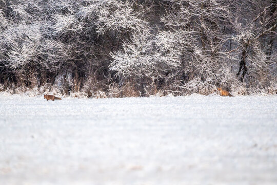 Fuchs im Schnee im Morgenlicht