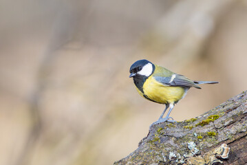 Fototapeta premium Kohlmeise