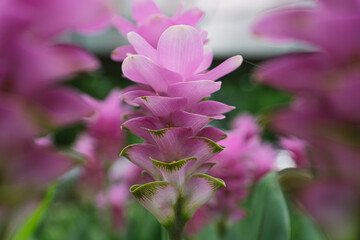 Obraz premium Pink flowers.Siam Tulip.Beautiful field of flower