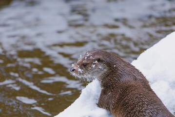Fischotter im Winter