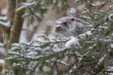 Fischotter im Winter