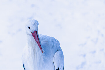 Storch im Schnee