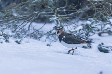 Kiebitz im Schnee