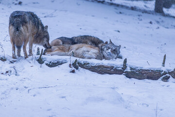 Wolf im Schnee