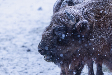 Wisent bei Schneefall