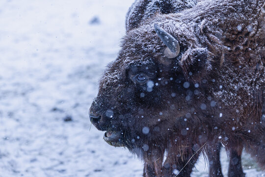 Wisent bei Schneefall