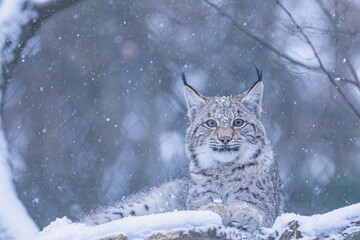 Luchs im Winter bei Schneefall