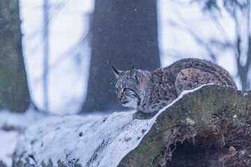 Luchs im Winter bei Schneefall