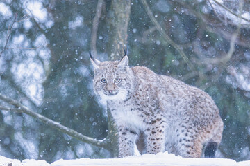Luchs im Winter bei Schneefall