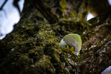Obraz premium A green woodpecker clambers along mossy bark on an old tree. The bird disappears into the textured surface while searching for insects and its rounded back glows softly in shade