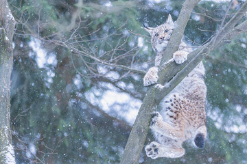 Luchs im Winter bei Schneefall
