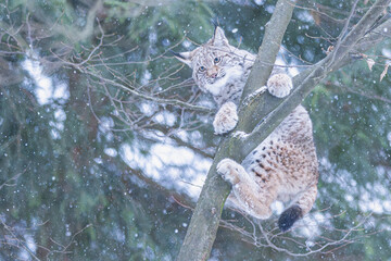 Luchs im Winter bei Schneefall