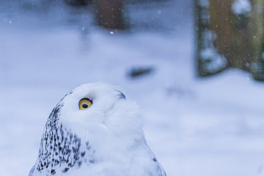 Schneeeule bei Schneefall