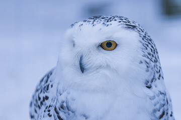 Schneeeule bei Schneefall