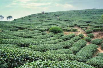 Terraced Tea Plantation on a Green Mountain Hillside
