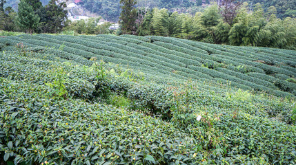 Terraced Tea Plantation on a Green Mountain Hillside