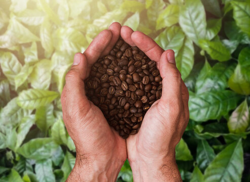 Hands cradling coffee beans amidst lush foliage