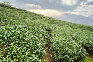 Terraced Tea Plantation on a Green Mountain Hillside