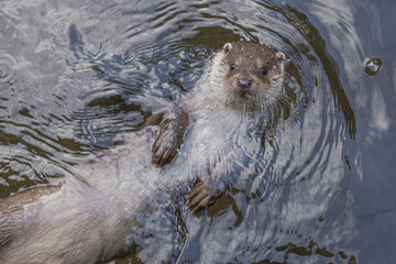 Fischotter im Winter