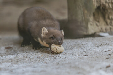 Baummarder mit Ei