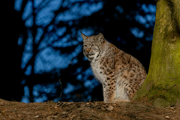 Luchs im ersten Sonnenlicht