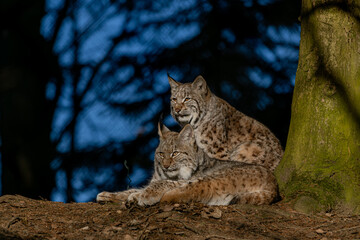 Luchs im ersten Sonnenlicht