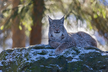 Luchs im ersten Sonnenlicht