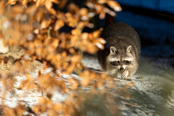 Waschb&auml;r im Winter