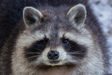 Waschb&auml;r im Winter