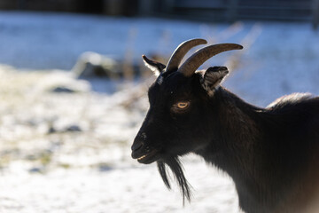 Ziege im Morgenlicht