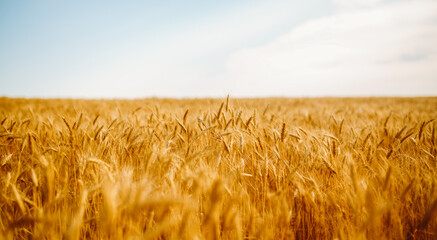 Wheat plants stand tall in a field, moving gently with the wind. The golden grains catch the light...
