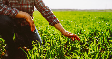 A close-up of a farmer in a checkered shirt stands in a green field, holding a plant before sowing. An experienced agronomist checks the soil quality. Concepts of ecology and gardening. © maxbelchenko