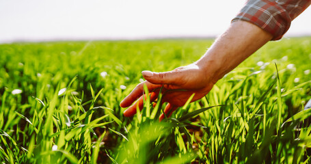 A close-up of a farmer in a checkered shirt stands in a green field, holding a plant before sowing. An experienced agronomist checks the soil quality. Concepts of ecology and gardening. © maxbelchenko