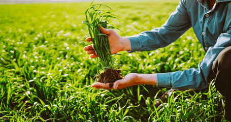 A close-up of a farmer in a checkered shirt stands in a green field, holding a plant before sowing. An experienced agronomist checks the soil quality. Concepts of ecology and gardening. © maxbelchenko
