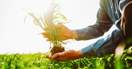 A close-up of a farmer in a checkered shirt stands in a green field, holding a plant before sowing. An experienced agronomist checks the soil quality. Concepts of ecology and gardening. © maxbelchenko