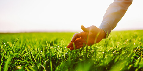 A close-up of a farmer in a checkered shirt stands in a green field, holding a plant before sowing. An experienced agronomist checks the soil quality. Concepts of ecology and gardening. © maxbelchenko
